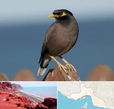 فروش مرغ مینا در هرمزگان