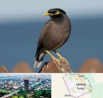 فروش مرغ مینا در ارومیه