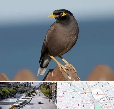 فروش مرغ مینا در خیابان زند شیراز 