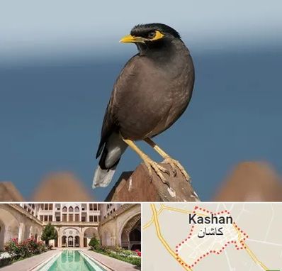 فروش مرغ مینا در کاشان