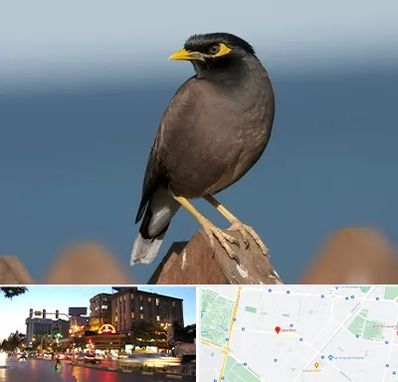 فروش مرغ مینا در بلوار سجاد مشهد 