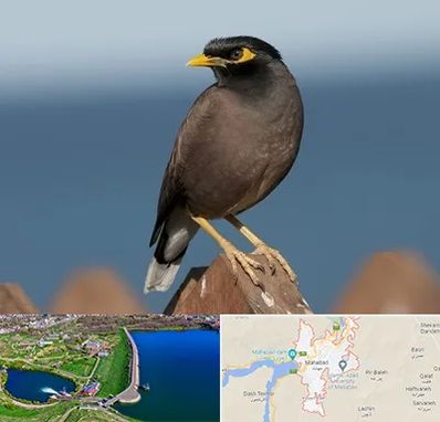 فروش مرغ مینا در مهاباد