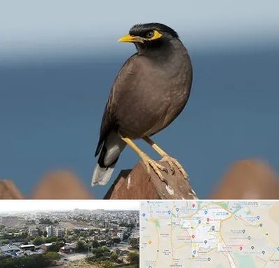 فروش مرغ مینا در منطقه 20 تهران 