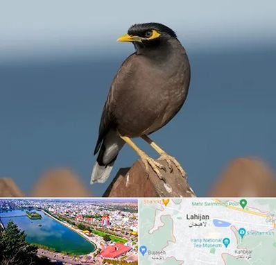 فروش مرغ مینا در لاهیجان