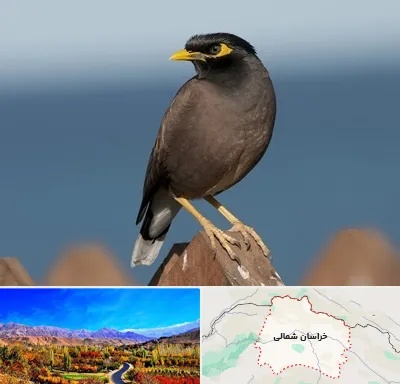 فروش مرغ مینا در خراسان شمالی
