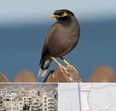 فروش مرغ مینا در اسکندری