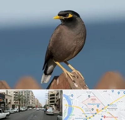 فروش مرغ مینا در زیتون کارمندی اهواز 