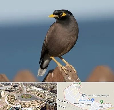 فروش مرغ مینا در پرند