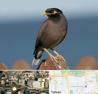 فروش مرغ مینا در مرزداران 