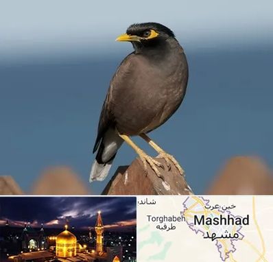 فروش مرغ مینا در مشهد