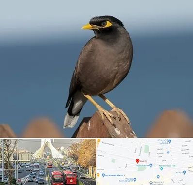 فروش مرغ مینا در خیابان آزادی 