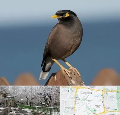 فروش مرغ مینا در باغ فیض