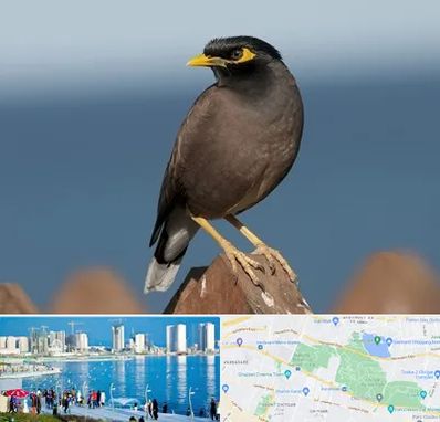 فروش مرغ مینا در چیتگر 