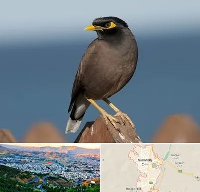 فروش مرغ مینا در سنندج