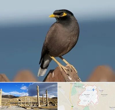 فروش مرغ مینا در مرودشت