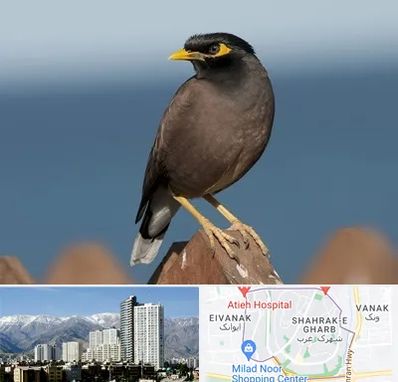 فروش مرغ مینا در شهرک غرب 