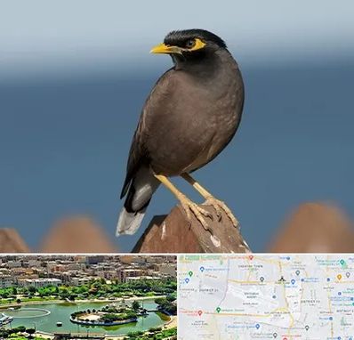 فروش مرغ مینا در منطقه 9 تهران 