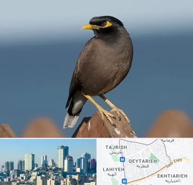 فروش مرغ مینا در قیطریه 