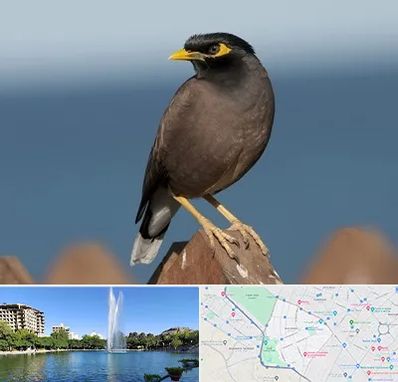 فروش مرغ مینا در کوهسنگی مشهد 