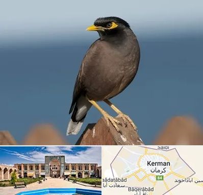 فروش مرغ مینا در کرمان