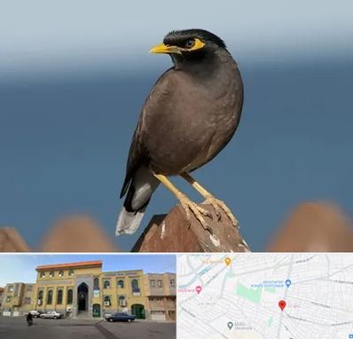 فروش مرغ مینا در زنبیل آباد قم