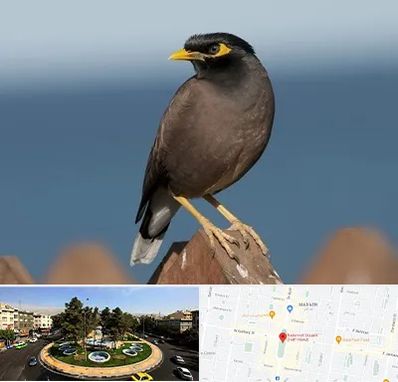 فروش مرغ مینا در هفت حوض 