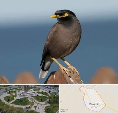 فروش مرغ مینا در ورامین