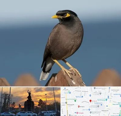 فروش مرغ مینا در میدان حر 