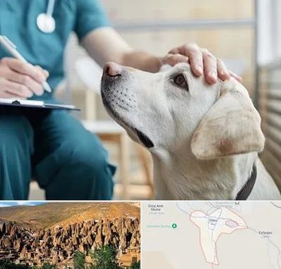 کلینیک دامپزشکی در اسکو