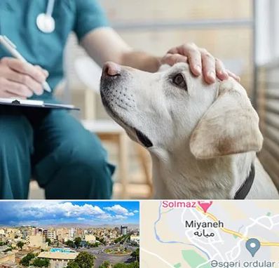 کلینیک دامپزشکی در میانه