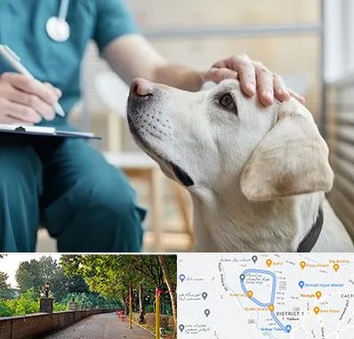 کلینیک دامپزشکی در فلکه گاز رشت