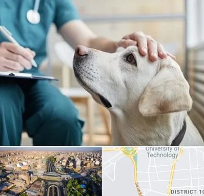 کلینیک دامپزشکی در استاد معین