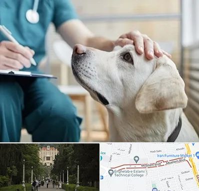 کلینیک دامپزشکی در بلوار معلم رشت