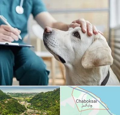 کلینیک دامپزشکی در چابکسر