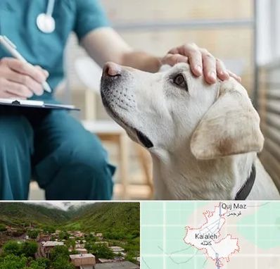 کلینیک دامپزشکی در کلاله