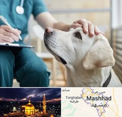 کلینیک دامپزشکی در مشهد