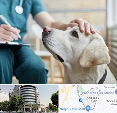 کلینیک دامپزشکی در قلهک
