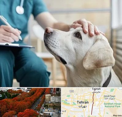 کلینیک دامپزشکی در ولیعصر