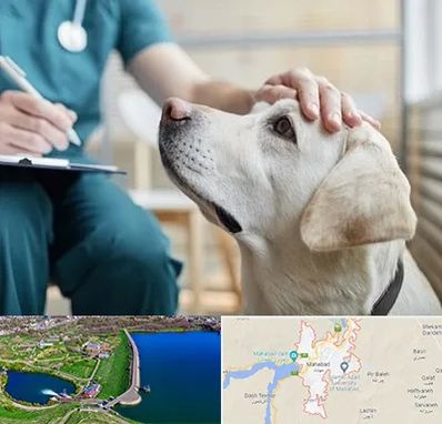 کلینیک دامپزشکی در مهاباد