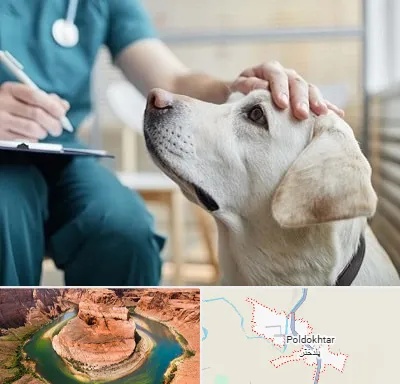 کلینیک دامپزشکی در پلدختر