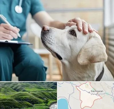 کلینیک دامپزشکی در گچساران