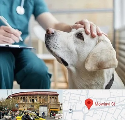 کلینیک دامپزشکی در مولوی