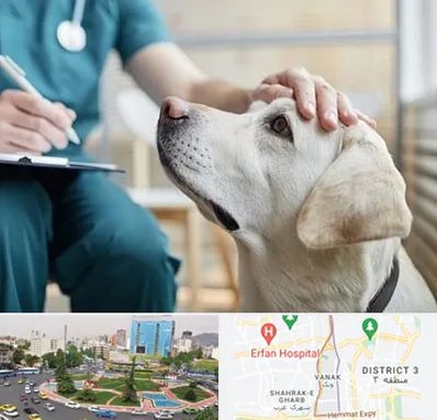 کلینیک دامپزشکی در ونک