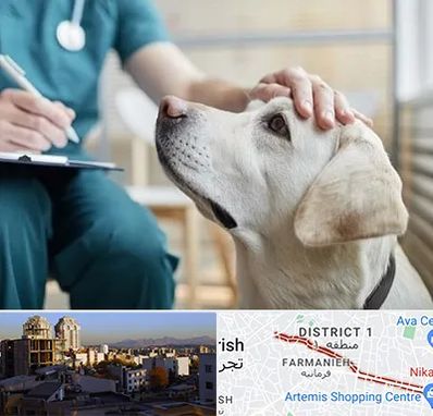 کلینیک دامپزشکی در فرمانیه
