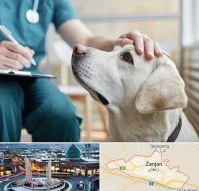 کلینیک دامپزشکی در زنجان