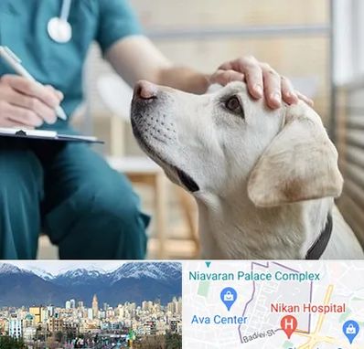 کلینیک دامپزشکی در آجودانیه