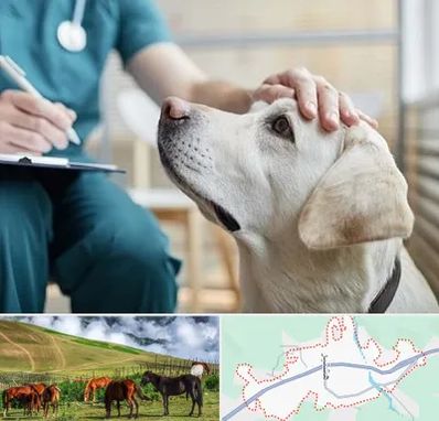 کلینیک دامپزشکی در تالش