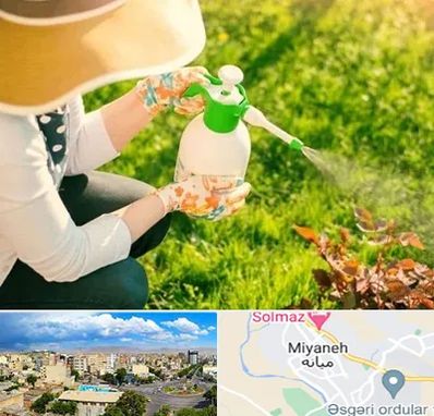 فروش سم حشرات در میانه