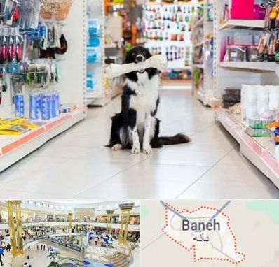 پت شاپ در بانه