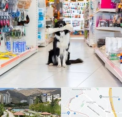 پت شاپ در شهر زیبا